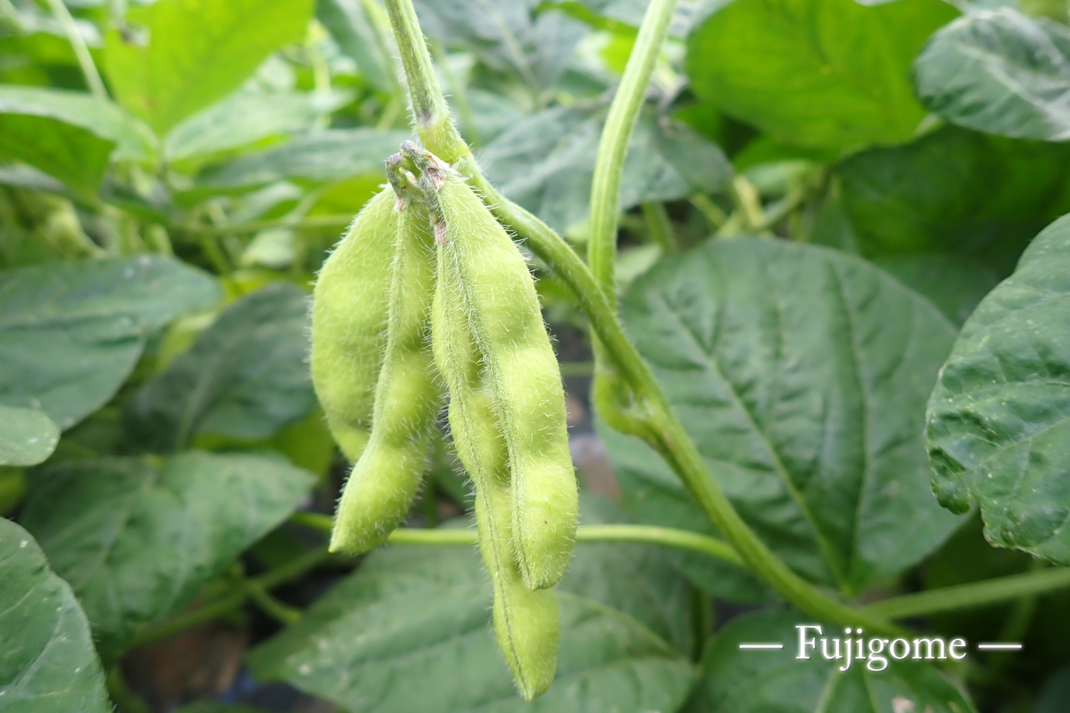 赤城のエダマメ
